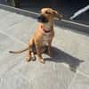 BANDIT est un chouette chien
