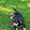 LIA, une chienne merveilleuse