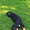 LIA, une chienne merveilleuse