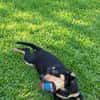 LIA, une chienne merveilleuse