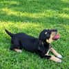LIA, une chienne merveilleuse