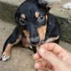 LIA, une chienne merveilleuse