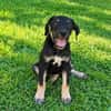 MAGGIE est un amour de chienne