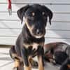 MAGGIE est un amour de chienne
