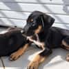 MAGGIE est un amour de chienne
