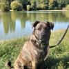 🐾 TEX, un grand cœur plein d’énergie et de tendresse ! 🐾