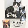Bellina