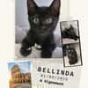 Bellinda