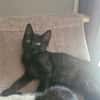 Bellinda