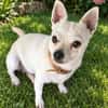 Poupi petite chihuahua pleine d'amour