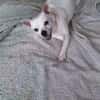 Poupi petite chihuahua pleine d'amour