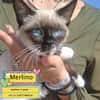 Merlino