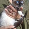 Merlino