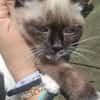Merlino