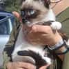 Merlino