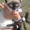 Merlino