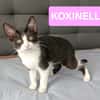 KOXINNELL À ADOPTÉR AVEC UN COPAIN CHAT