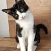 KOXINNELL À ADOPTÉR AVEC UN COPAIN CHAT