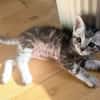 GOUDURIX À ADOPTER AVEC SON FRÈRE OU SOEUR OU SEUL SI DÉJÀ UN CHAT PRÉSENT CHEZ VOUS