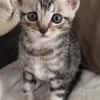 GOUDURIX À ADOPTER AVEC SON FRÈRE OU SOEUR OU SEUL SI DÉJÀ UN CHAT PRÉSENT CHEZ VOUS