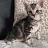 GOUDURIX À ADOPTER AVEC SON FRÈRE OU SOEUR OU SEUL SI DÉJÀ UN CHAT PRÉSENT CHEZ VOUS