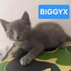 BIGGYX À ADOPTER AVEC SON FRÈRE OU SOEUR OU SEUL SI DÉJÀ UN CHAT PRÉSENT CHEZ VOUS