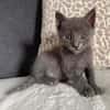 BIGGYX À ADOPTER AVEC SON FRÈRE OU SOEUR OU SEUL SI DÉJÀ UN CHAT PRÉSENT CHEZ VOUS