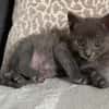 BIGGYX À ADOPTER AVEC SON FRÈRE OU SOEUR OU SEUL SI DÉJÀ UN CHAT PRÉSENT CHEZ VOUS