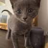 BIGGYX À ADOPTER AVEC SON FRÈRE OU SOEUR OU SEUL SI DÉJÀ UN CHAT PRÉSENT CHEZ VOUS
