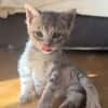 MELODIX À ADOPTER AVEC SON FRÈRE OU SOEUR OU SEULE SI DÉJÀ UN CHAT PRÉSENT CHEZ VOUS