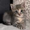 MELODIX À ADOPTER AVEC SON FRÈRE OU SOEUR OU SEULE SI DÉJÀ UN CHAT PRÉSENT CHEZ VOUS