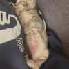 MELODIX À ADOPTER AVEC SON FRÈRE OU SOEUR OU SEULE SI DÉJÀ UN CHAT PRÉSENT CHEZ VOUS