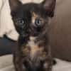 BONNEMINE À ADOPTER AVEC SON FRÈRE OU SOEUR OU SEULE SI DÉJÀ UN CHAT PRÉSENT CHEZ VOUS