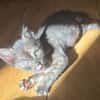 BONNEMINE À ADOPTER AVEC SON FRÈRE OU SOEUR OU SEULE SI DÉJÀ UN CHAT PRÉSENT CHEZ VOUS