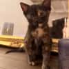 BONNEMINE À ADOPTER AVEC SON FRÈRE OU SOEUR OU SEULE SI DÉJÀ UN CHAT PRÉSENT CHEZ VOUS