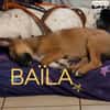 Baïla