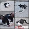 Die hübsche Morgana sucht ihr Körbchen