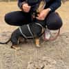 Colton -Kleiner Herzenshund sucht endlich sein Glück!