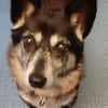 die verschmuste Ruthy sucht liebevolles Zuhause