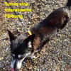 die verschmuste Ruthy sucht liebevolles Zuhause
