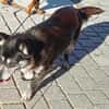die verschmuste Ruthy sucht liebevolles Zuhause