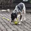 Aurora - Hundekind möchte schlimmen Start verarbeiten