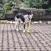 Aurora - Hundekind möchte schlimmen Start verarbeiten