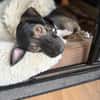 Percy sucht ein liebevolles Zuhause