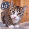 ***ELSI sucht Für-Immer-Zuhause!**