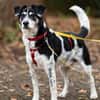 OldBoy♥Rocky♥ wartet 21640 Bliedersdorf auf sein Lebensglück