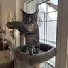 Thea sucht ein liebevolles Zuhause
