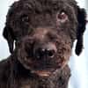 Rusty- Sanfter Herzenshund sucht sein Glück