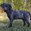 Rusty- Sanfter Herzenshund sucht sein Glück