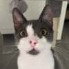 Michael - der menschenbezogene Schmusekater